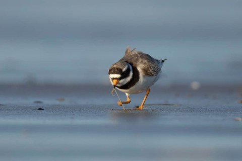 Ringed plover (Charadrius hiaticula) adult wader bird feeding on a worm on a beach, England, United