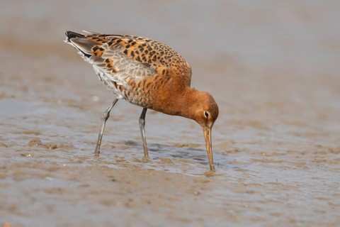 Black tailed godwit (Limosa limosa) adult male wader bird in summer plumage feeding on a mudflat,