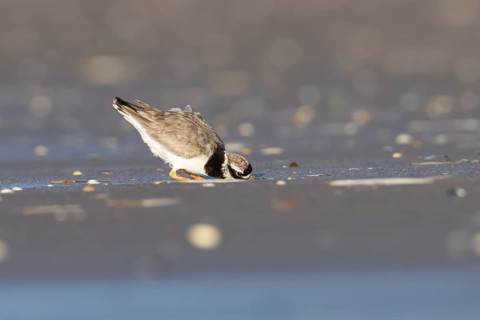 Ringed plover (Charadrius hiaticula) adult wader bird on a beach, England, United Kingdom