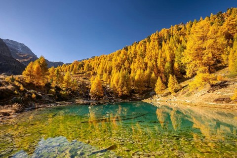 Lac Bleu with autumnal larches, Evolene, Val d'Herens, Canton of Valais, Switzerland