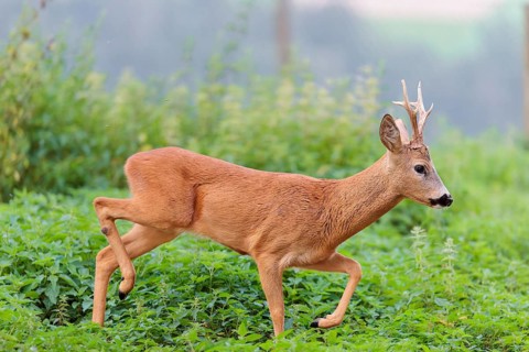 A roe buck (Capreolus capreolus) crosses a nettle thicket. Bavaria, Germany