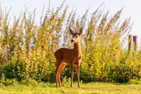 A roe buck (Capreolus capreolus) stands next to a nettle thicket on a sunny morning. Bavaria,