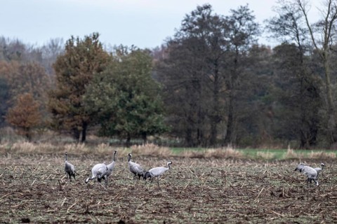 Cranes (Grus grus), Lower Saxony, Germany