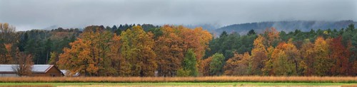 Mixed forest in autumn colors on a rainy day, Eckental, Middle Franconia, Bavaria, Germany
