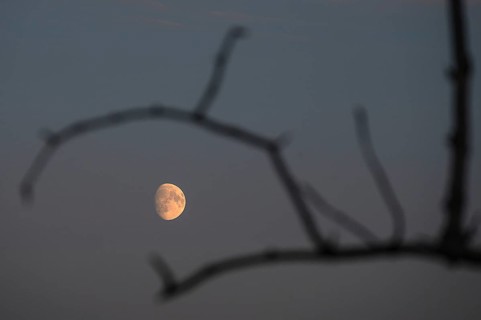 Reddish moon early evening, Darß, Mecklenburg-Western Pomerania, Germany