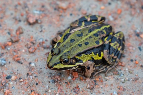 Edible Frog (Pelophylax esculentus) on a path, Darß, Mecklenburg-Western Pomerania, Germany