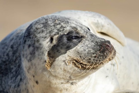 Common seal (Phoca vitulina) adult animal head portrait, England, United Kingdom