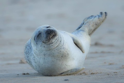 Common seal (Phoca vitulina) adult animal sleeping on a beach, England, United Kingdom