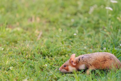 A European hamster (Cricetus cricetus) forages for food on green grass. Vienna, Austria