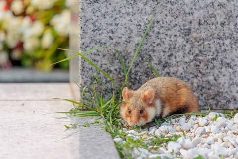 A European hamster (Cricetus cricetus) forages for food on a grave. Vienna, Austria