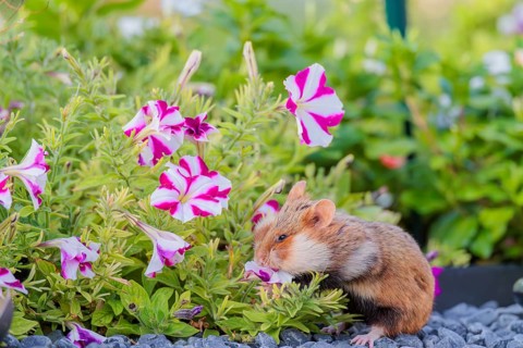 A European hamster (Cricetus cricetus) searches for food on a decorated grave and eats the petals
