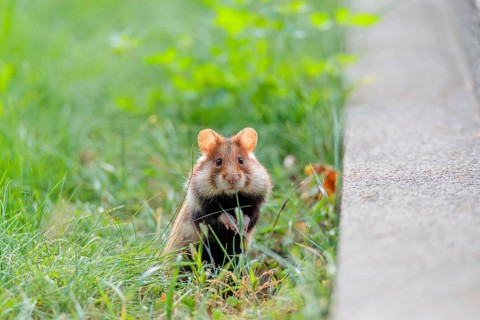 A European hamster (Cricetus cricetus) stands upright on green grass near a grave. Vienna, Austria