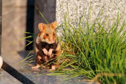 A European hamster (Cricetus cricetus) stands on a grave in the evening sun, searching for food.