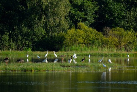 Black storks (Ciconia nigra) and great egret (Ardea alba) in the shallow water zone of a pond,