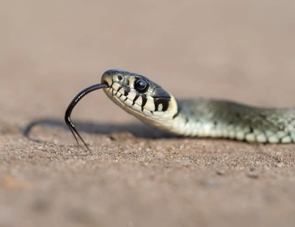 Grass snake (Natrix natrix), portrait, tonguing, forked tongue, Lower Saxony, Germany