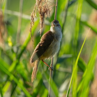 Thrush warbler (Acrocephalus arundinaceus) on a reed, reed (Phragmites australis), Lower Saxony,