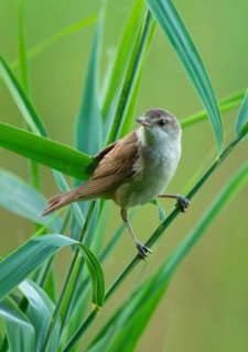 Thrush warbler (Acrocephalus arundinaceus) on a reed, reed (Phragmites australis), Lower Saxony,
