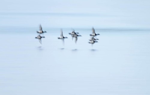 Heron duck (Aythya fuligula), heron flying over a lake, motion blur, long exposure, pull, mopping