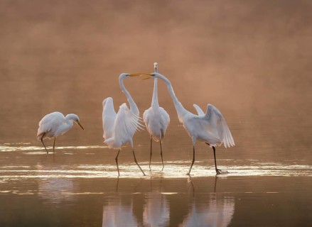Great egrets (Ardea alba) stand in the warm orange morning light in the shallow water zone of a