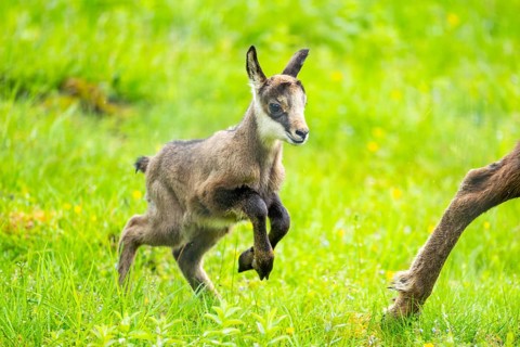 Chamois (Rupicapra rupicapra) youngster (fawn) running over a meadow, Austria