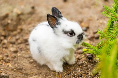 Domesticated rabbit (Oryctolagus cuniculus forma domestica) standing on the ground, Austria