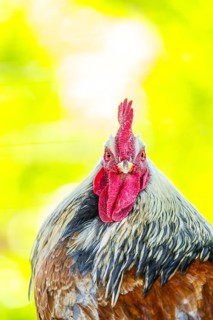 Domestic Chicken (Gallus gallus domesticus), portrait, Bavaria, Germany