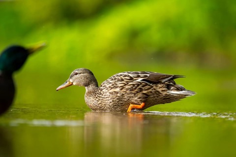 Wild duck (Anas platyrhynchos) female swimming in a lake, Bavaria, Germany