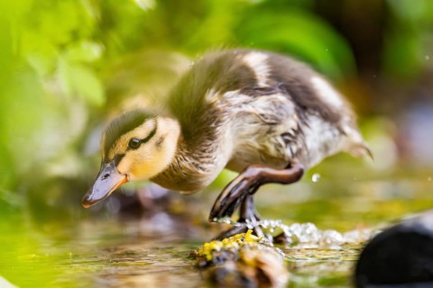 Wild duck (Anas platyrhynchos) chick standing at the schore of a little lake, Bavaria, Germany