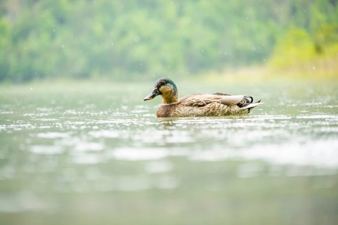Wild duck (Anas platyrhynchos) male swimming in a lake, Bavaria, Germany