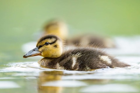 Wild duck (Anas platyrhynchos) chick swimming on a lake, Bavaria, Germany