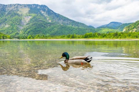 Wild duck (Anas platyrhynchos) male swimming in a lake, Bavaria, Germany