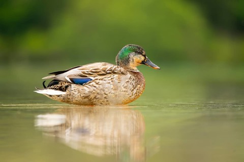 Wild duck (Anas platyrhynchos) male standing on the shore of a lake, Bavaria, Germany