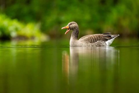 Close-up of a Greylag Goose (Anser anser) swimming in the water in spring, Austria