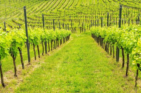 Landscape of the wine yards growing on the hills of southern styria, Austria