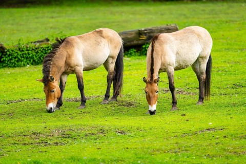 Przewalski's horse (Equus ferus przewalskii) standing on a meadow, Austria, Germany