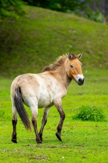 Przewalski's horse (Equus ferus przewalskii) standing on a meadow, Austria, Germany