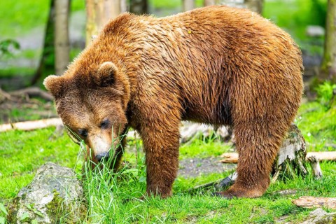 Eurasian brown bear (Ursus arctos arctos) in a forest, Austria
