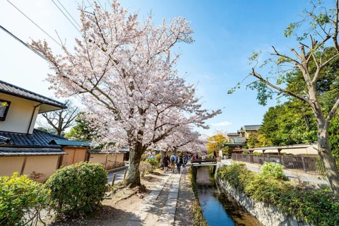 Footpath along a canal, cherry blossoms in spring, Philosopher's Path or Tetsugaku no michi, Kyoto,
