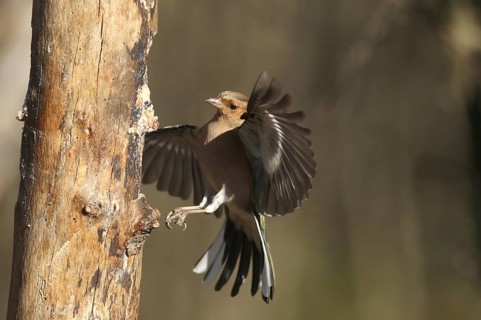Chaffinch (Fringilla coelebs) male in flight, approach to forage wood, winter feeding, Allgäu,