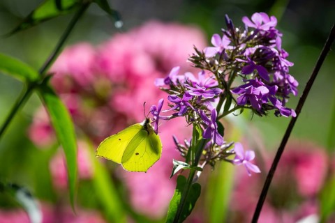 Lemon butterfly (Gonepteryx rhamni) sits on purple flowers of a flame flower or phlox, Finland