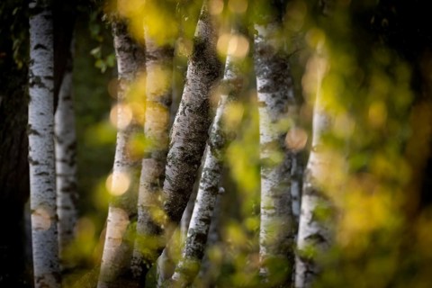 Birch stems through yellow leaves, birch (Betula), forest, Sweden