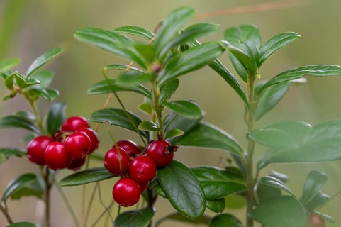 Ripe red shiny cranberries (Vaccinium vitis-idaea), forest, Sweden