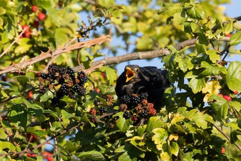 Eurasian blackbird (Turdus merula) adult male bird feeding on a blackberry in a hedgerow in the