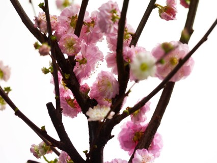 Almond branch with flowers (Prunus triloba) against white background
