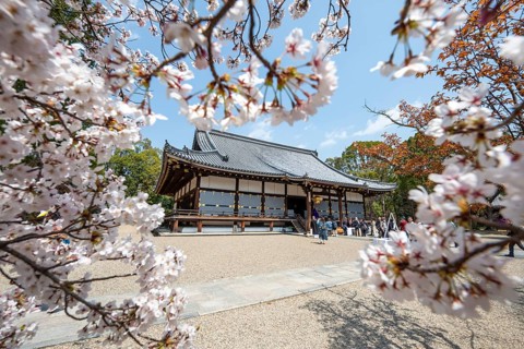 Blooming cherry trees, Kondo main hall of Ninna-ji Temple, Buddhist temple complex, Kyoto, Japan