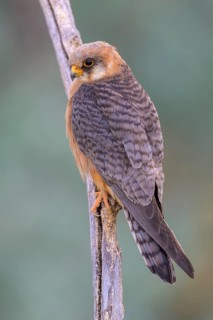 Red-footed falcon (Falco vespertinus), adult female sitting, Kiskunság National Park, Hungary