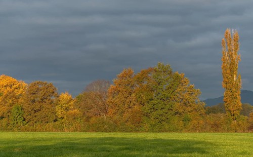 The serene landscape features golden poplars and green trees surrounded by fields. The mild autumn
