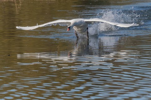 White swan floats away from the water surface and flaps its wings. Splashes create waves on water,