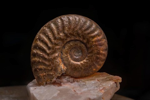 Ammonite fossils can be found on rocks. Details of the spiral reveal millions of years of evolution