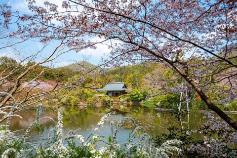 Kyoyochi pond in the Japanese garden, blooming cherry trees, Ryoan-ji, Zen Buddhist temple complex,